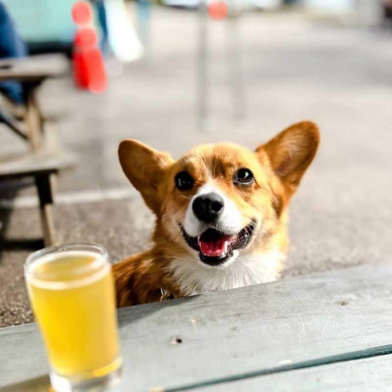 a dog looking at a glass of beer.